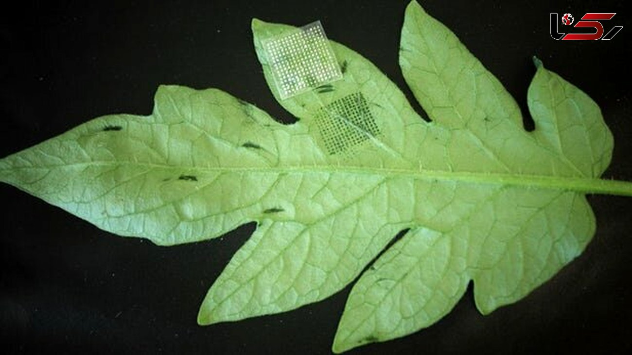 تشخیص سه سوته بیماری گیاهان با "پچ ریزسوزن"