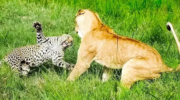 کمین شیر باهوش برای شکار پلنگ ! + فیلمی که حیرت آور است