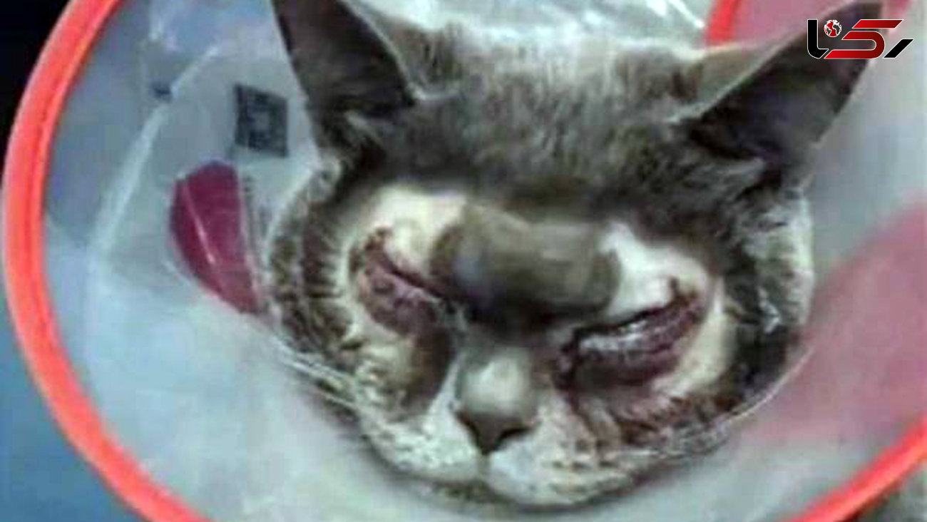 شکنجه گربه خانگی با جراحی زیبایی + عکس دلخراش