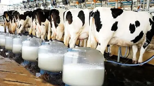 گاوداری مدرن را ببینید + فیلم