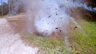 انفجار لانه مورچه های آتشین / اقدام عجیب یک مرد را ببینید + فیلم