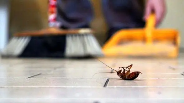 چه کنیم تا از شر سوسک در خانه خلاص شویم؟