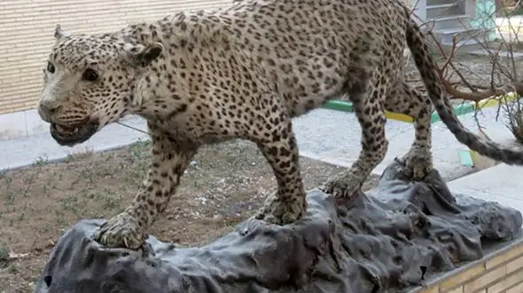 کشف پلنگ تاکسیدرمی شده از منزل مسکونی یک خوزستانی