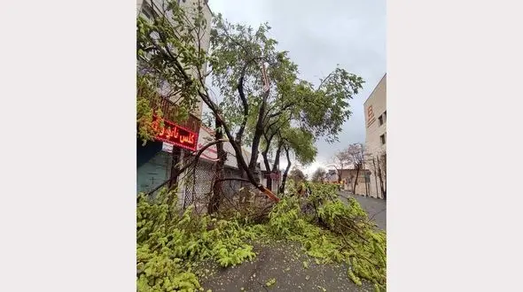 برخورد صاعقه با درخت در چهارراه سعدی زنجان+ عکس