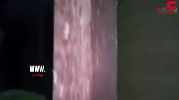 ملخ‌ها به بیخ گوش تهران رسیدند!  + فیلم