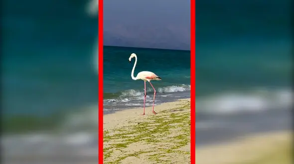 حضور نادر فلامینگو در ساحل جزیره کیش 