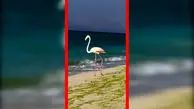 حضور نادر فلامینگو در ساحل جزیره کیش 
