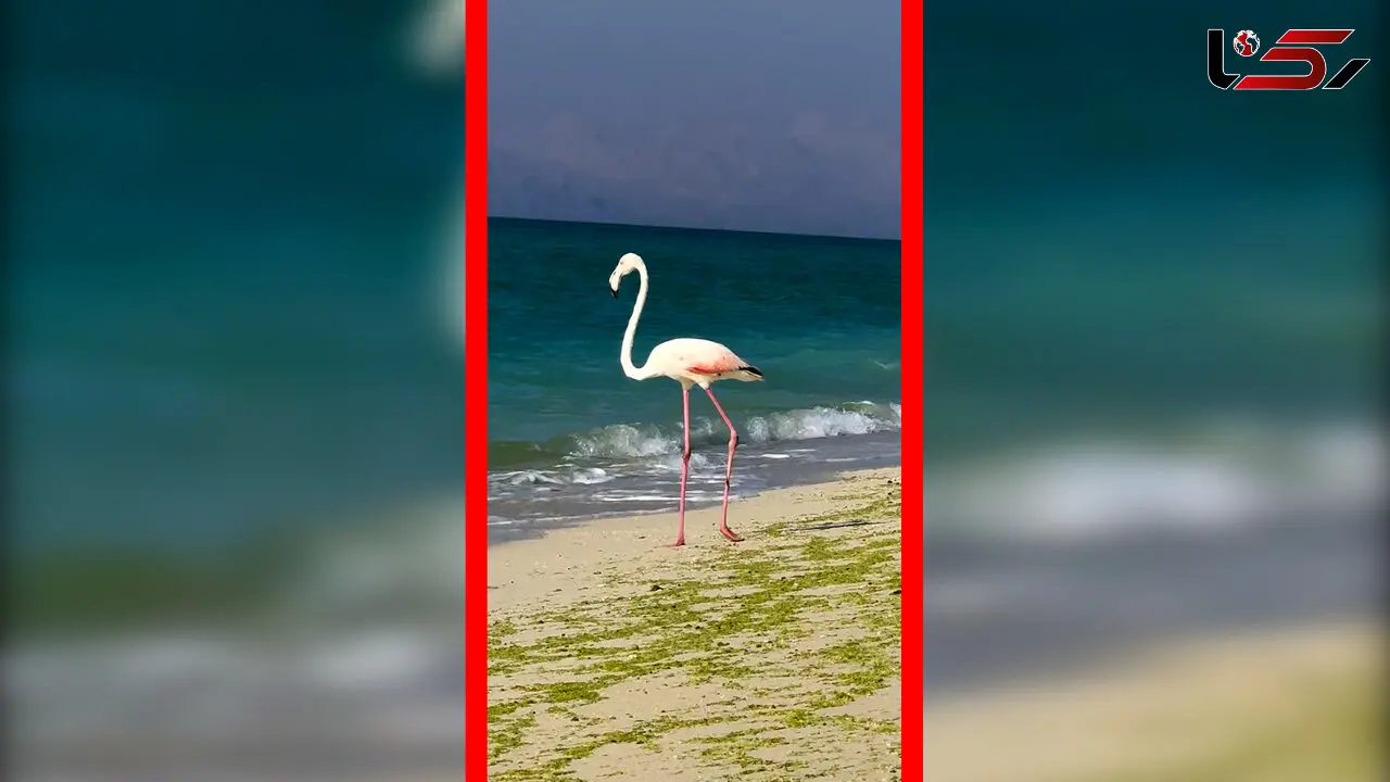 حضور نادر فلامینگو در ساحل جزیره کیش 