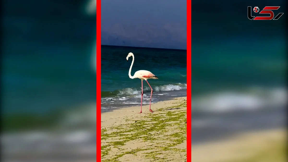 حضور نادر فلامینگو در ساحل جزیره کیش 