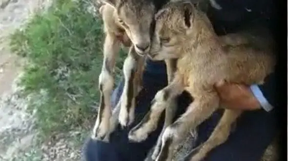 دستگیری عامل زنده گیری حیوانات در خلخال