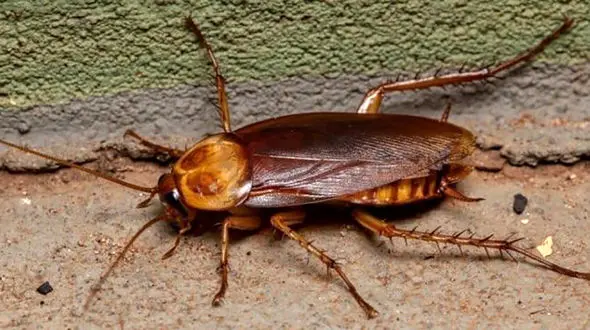 این 7 رایحه سوسک ها را جذب می کند