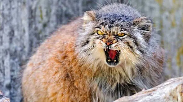 تصویربرداری شکارچیان از گربه پالاس در کرمان + فیلم