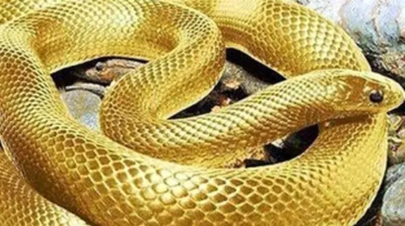 کشف گنج باستانی + فیلم نگهبانی یک مار از کوزه پر از طلا و سکه را ببینید 