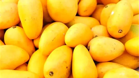 انبه ای که هسته ندارد + فیلم