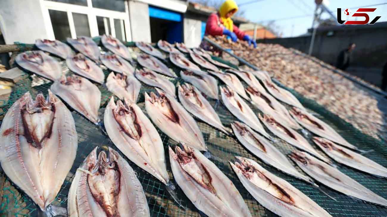 نحوه خشک کردن ماهی توسط چینی ها + عکس