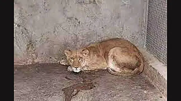 ببینید / اولین فیلم از کشف یک شیر در باغ وحش خانگی