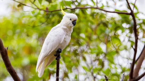 کاکاتوها و دنیای رقص؛ 30 حرکت موزون بدون آموزش