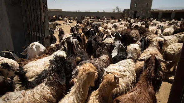 واردات دام زنده آزاد شد