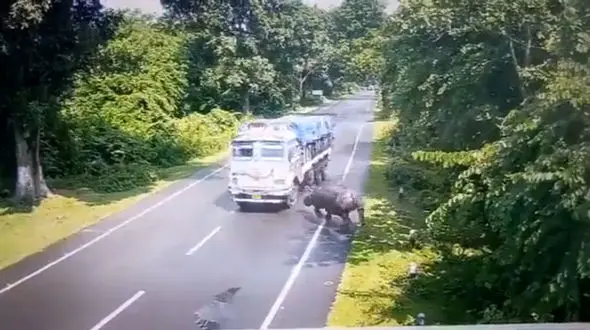 فیلم عجیب از حمله کرگدن به یک کامیون در حال حرکت / ببینید