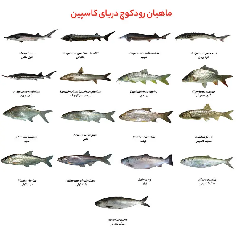 ماهیان رودکوچ