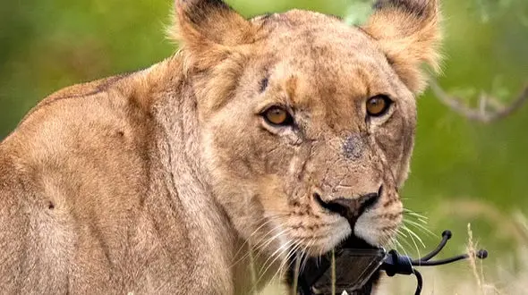 فیلم دیدنی از شیر ماده در خانه مرد اصفهانی /  اینجا بهشت حیوانات است !