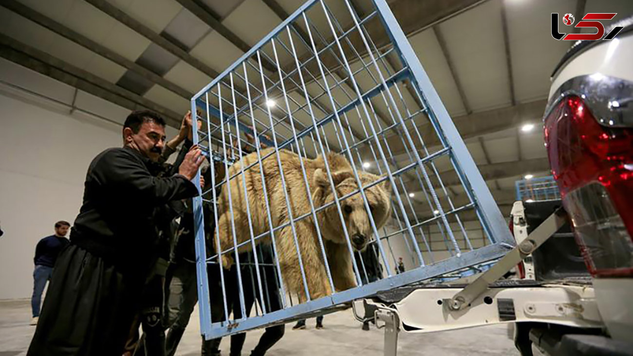 رهایی خرس های زندانی در خانه های شخصی + عکس 