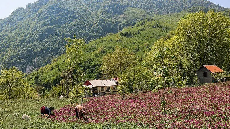روستای تولید گل گاوزبان در ایران