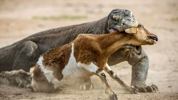 زنها این عکس  ها را نبینند ! + تصاویر بزرگترین مارمولک‌های جهان !