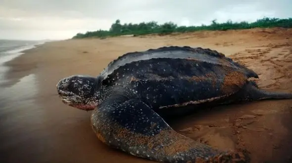 انقراض این حیوان جهان را نابود می کند