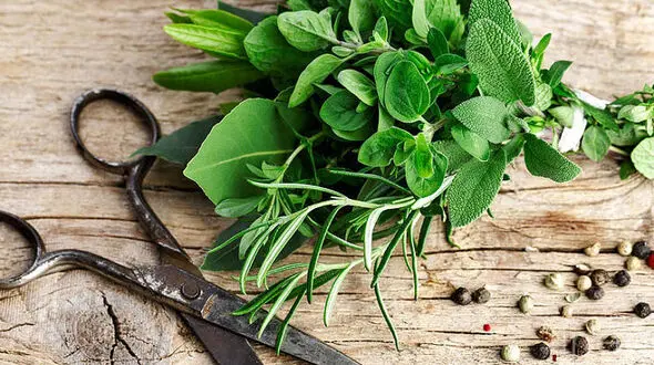 کاشت سبزی خوردن در خانه با ساده ترین ترفندها