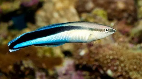 نخستین ماهی باهوش دنیا کشف شد