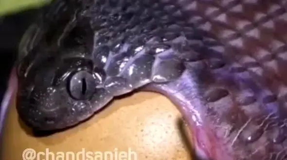 ببینید / وحشتناکترین مار جهان ! + فیلم  لحظه بلعیدن تخم مرغ بزرگ‌تر از دهان!