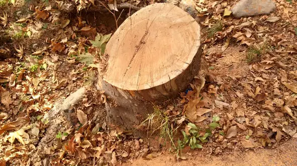 تعداد زیادی از درختان سعدآباد قطع شد/ مدیریت مجموعه برای اقناع افکارعمومی توضیح دهد