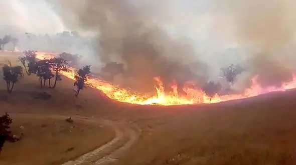 فیلم خاکستر شدن جنگل‌های کوه بلوط بلند در اردل 