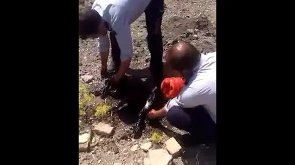 فیلم لحظه نجات دادن سگ غرق شده در قیر / آتش نشانان وارد عمل شدند + عکس