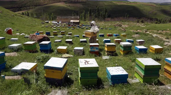مرگ تلخ زنبورهای عسل در۹۰۰ کلونی / در ایلام رخ داد