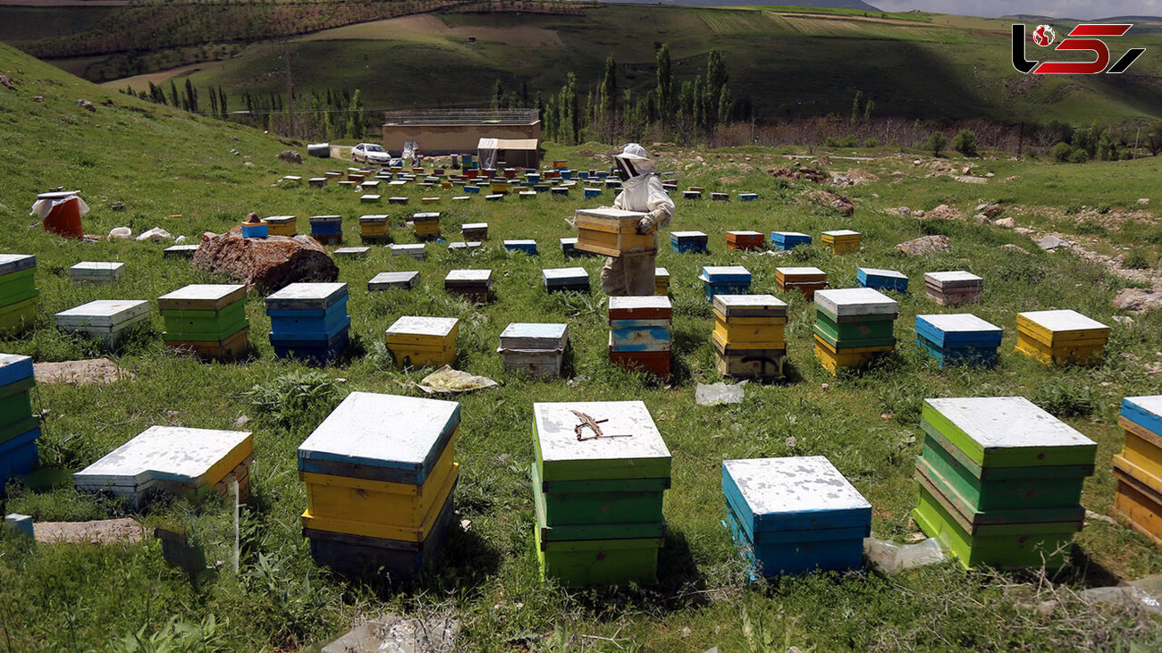 مرگ تلخ زنبورهای عسل در۹۰۰ کلونی / در ایلام رخ داد
