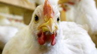 نرخ جدید مرغ و انواع مشتقات آن در بازار/ قیمت به ۷۰۵۰ تومان رسید