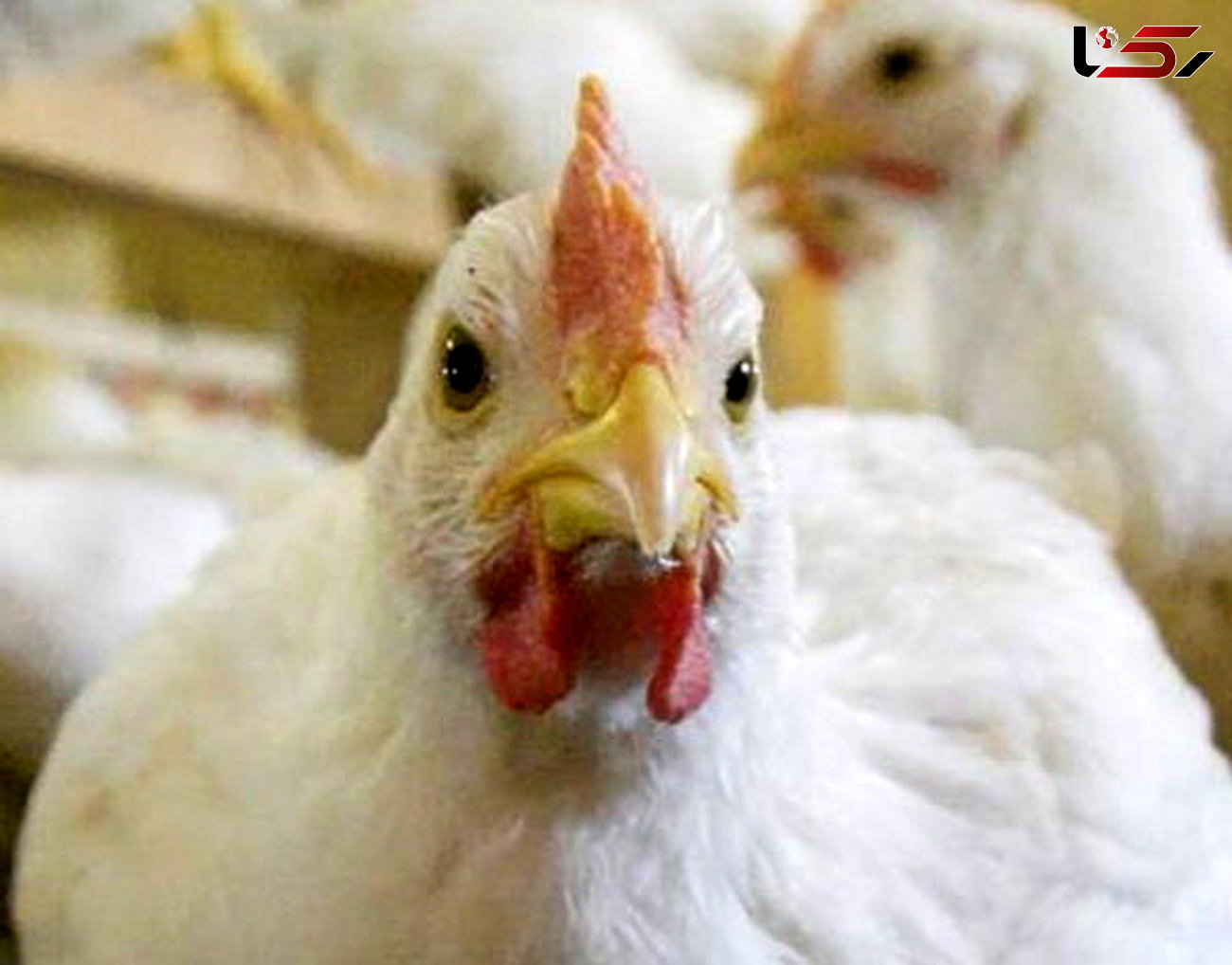 نرخ جدید مرغ و انواع مشتقات آن در بازار/ قیمت به ۷۰۵۰ تومان رسید