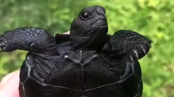 این لاک پشت صفر تا صد سیاه است / فیلم