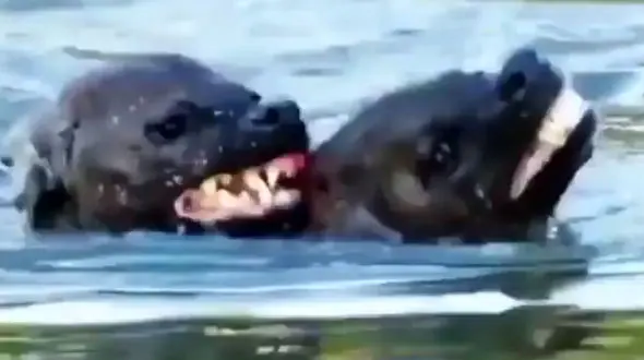 نزاع 2 کفتار در رودخانه + فیلم