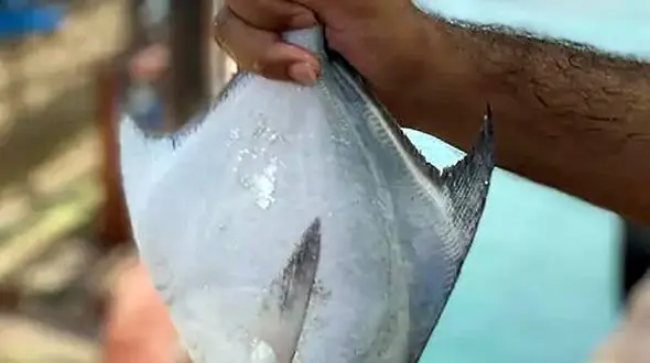 صید این ماهی در خوزستان ممنوع شد / ماجرا چیست؟