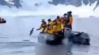 نجات پنگوئن از مرگ حتمی + فیلم 