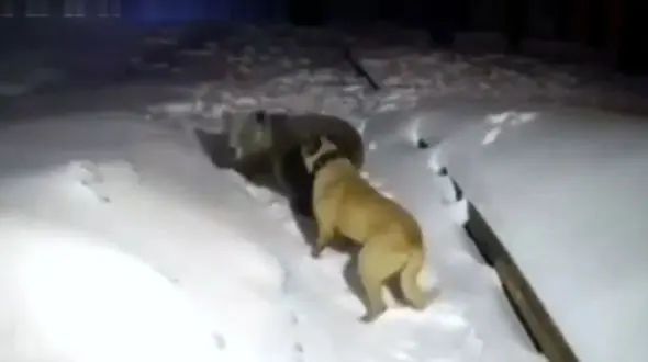 تقابل سگ کانگال نگهبان با خرس در خانه / فیلم