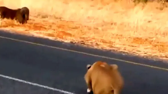 مرگ یک گراز به دست شیر + فیلم 