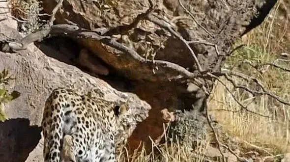 تصویر پلنگ ایرانی در چهارمحال و بختیاری ثبت شد