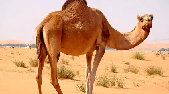 خواص گوشت شتر