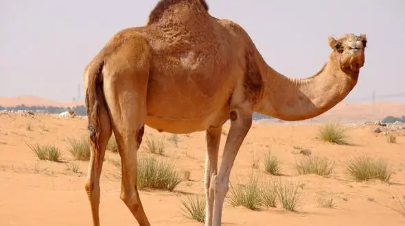 خواص گوشت شتر