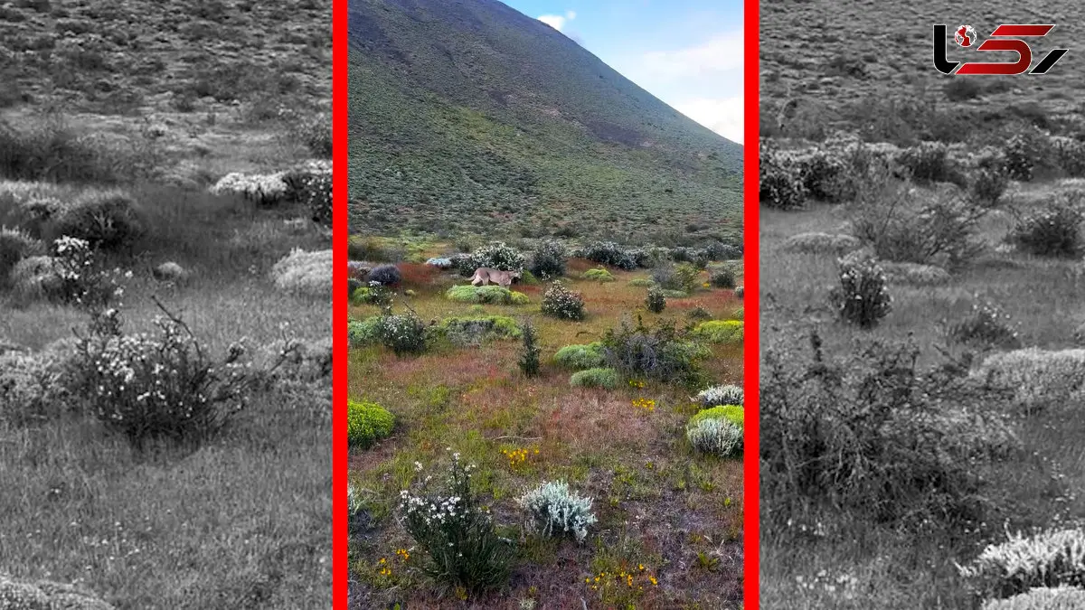 فیلم لحظه ناب حضور پوما در زیستگاه طبیعی