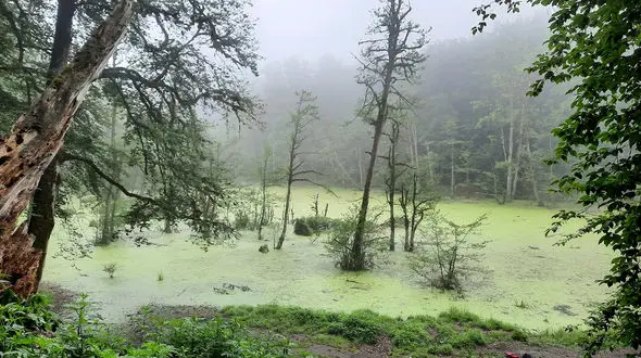 کلاردشت زیبا و مرداب دیوک + فیلم 